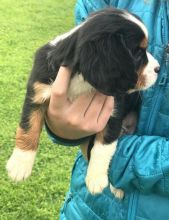Bernese Mountain Puppies For Sale, Text +1 (270) 560-7621