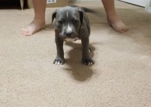 Blue Nose American Pit Bull Terrier Pups available