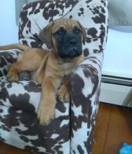 Bullmastiff Puppies For Sale, Text +1 (270) 560-7621
