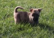 Cairn Terrier Puppies For Sale, Text +1 (270) 560-7621