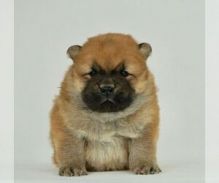 Chow Chow Litter of Puppies For Sale
