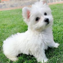 Cute Maltese Puppy available for adoption
