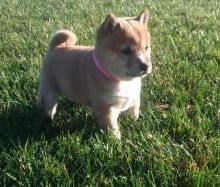 Cute Shiba Inu Puppies For Sale, Text +1 (270) 560-7621