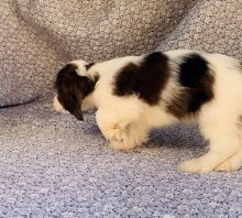 er Spaniel Puppies For Sale, Text +1 (270) 560-7621