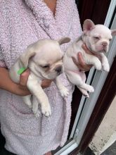 French Bulldog Puppies For Re-homing