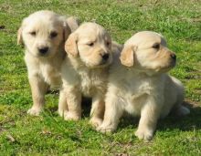 Healthy Golden Retriever Puppies For Sale, Text +1 (270) 560-7621