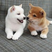 Home trained Shiba Inu Puppies available