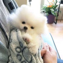 Joyful Pomeranian Puppies male and female puppies for adoption