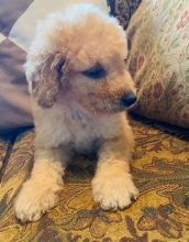 Labradoodle Puppies For Sale, Text +1 (270) 560-7621