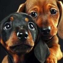 MINATURE DACHSHUND PUPPIES