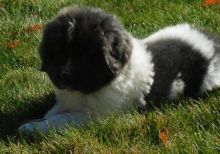 Newfoundland Puppies For Sale, Text +1 (270) 560-7621