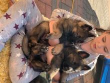 OUTSTANDING C.K.C German Shepherd Puppies For Adoption