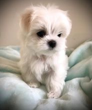 Playful Maltese Puppies For Sale, Text +1 (270) 560-7621