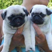 Registered Pedigree Pug Puppies Available