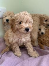 Snow white Cavapoo Puppies available