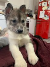 Top quality male and female Siberian Husky puppies.