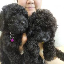 two Poodle puppies for adoption