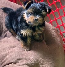 Yorkshire Terrier Puppies For Sale, Text +1 (270) 560-7621