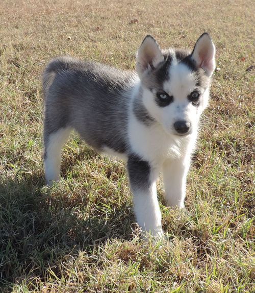 Adorable Siberian Huskies Pup For Sale, Text +1 (270) 560-7621 Image eClassifieds4u