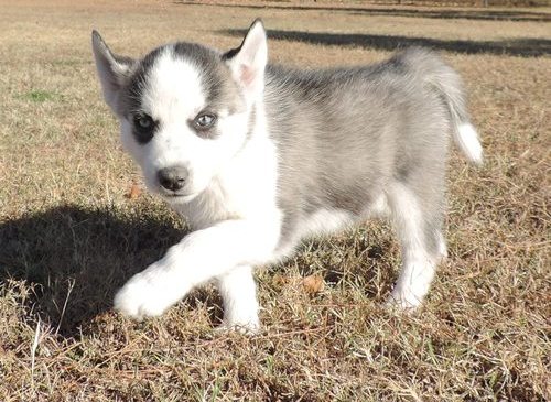 Adorable Siberian Huskies Pup For Sale, Text +1 (270) 560-7621 Image eClassifieds4u