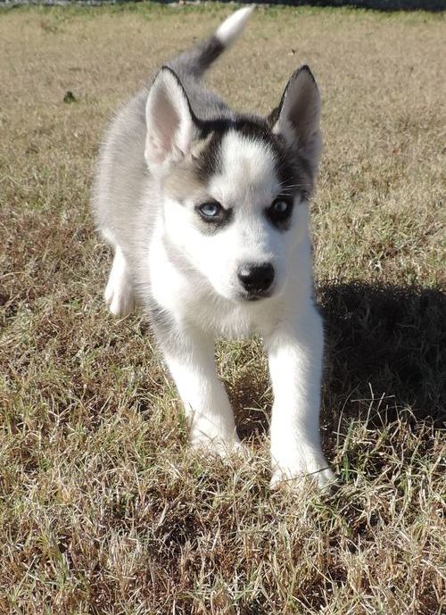 Adorable Siberian Huskies Pup For Sale, Text +1 (270) 560-7621 Image eClassifieds4u