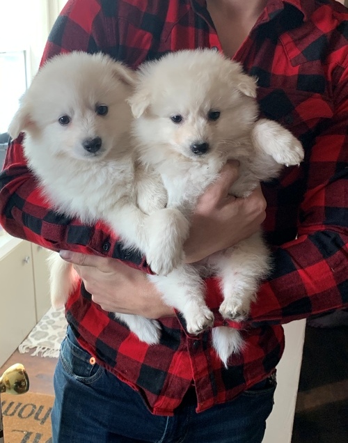 American Eskimo Puppies For Sale, Text +1 (270) 560-7621 Image eClassifieds4u