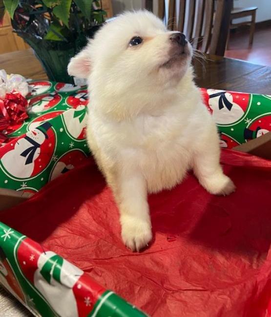 American Eskimo Puppies For Sale, Text +1 (270) 560-7621 Image eClassifieds4u