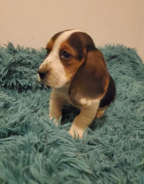 Basset Hound Puppies For Sale, Text +1 (270) 560-7621 Image eClassifieds4u