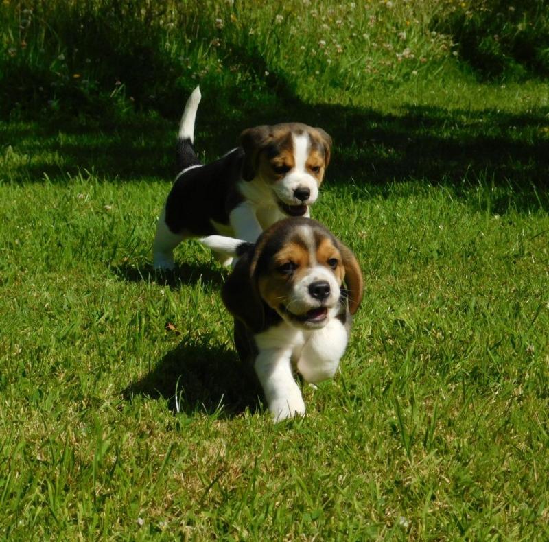 Beagle Puppies Available Image eClassifieds4u