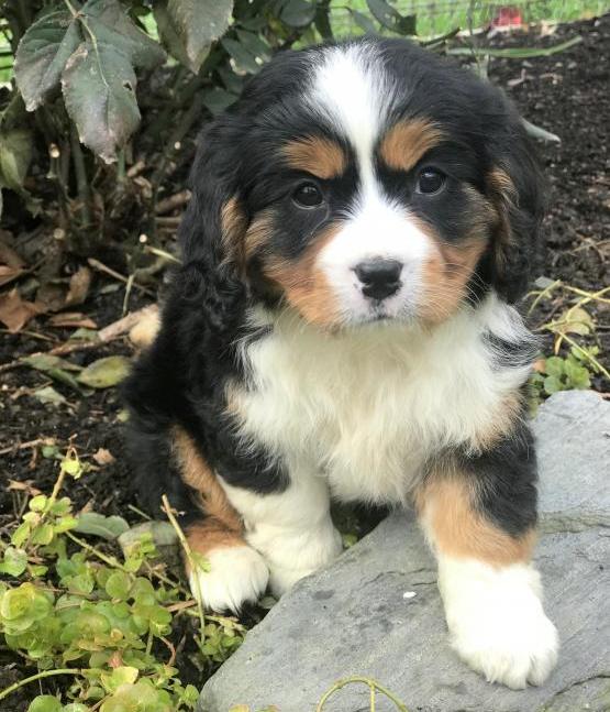 Bernese Mountain Puppies For Sale, Text +1 (270) 560-7621 Image eClassifieds4u