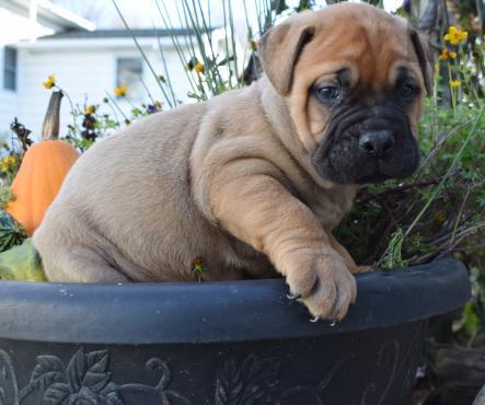 Bullmastiff Puppies For Sale, Text +1 (270) 560-7621 Image eClassifieds4u