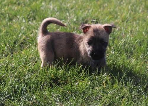 Cairn Terrier Puppies For Sale, Text +1 (270) 560-7621 Image eClassifieds4u