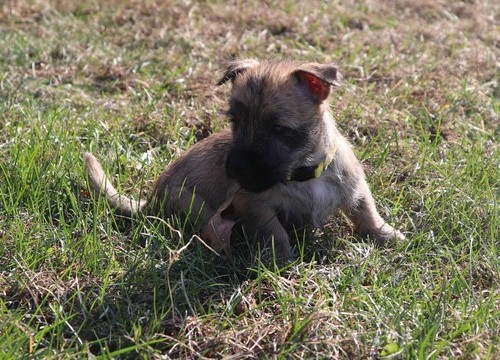 Cairn Terrier Puppies For Sale, Text +1 (270) 560-7621 Image eClassifieds4u
