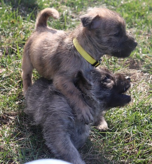 Cairn Terrier Puppies For Sale, Text +1 (270) 560-7621 Image eClassifieds4u