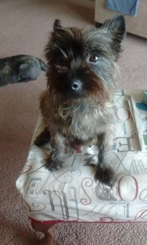 Cairn Terrier Puppies For Sale, Text +1 (270) 560-7621 Image eClassifieds4u