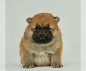 Chow Chow Litter of Puppies For Sale Image eClassifieds4u