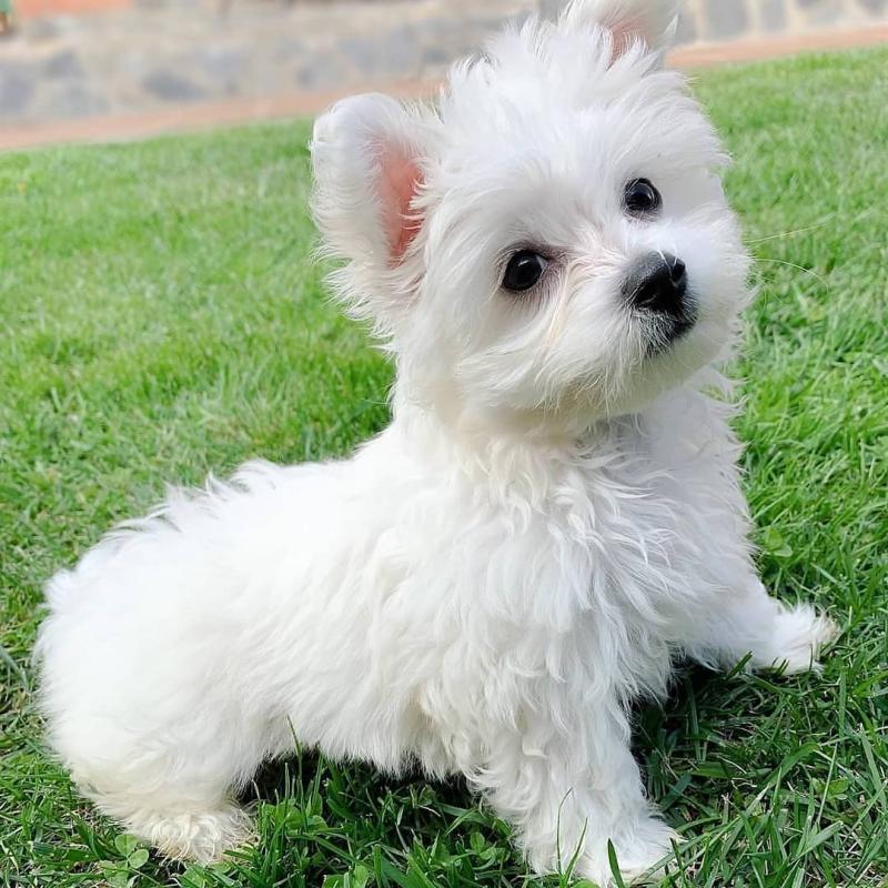 Cute Maltese Puppy available for adoption Image eClassifieds4u