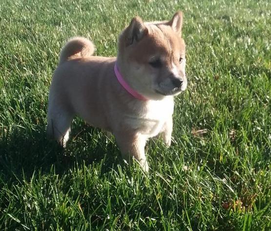 Cute Shiba Inu Puppies For Sale, Text +1 (270) 560-7621 Image eClassifieds4u