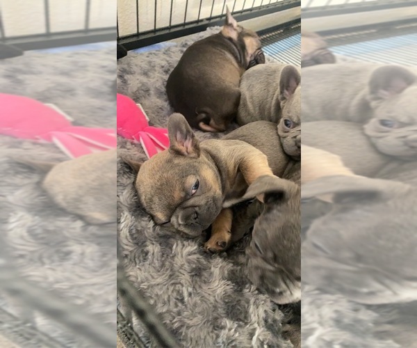 French Bulldog Litter of Puppies Image eClassifieds4u