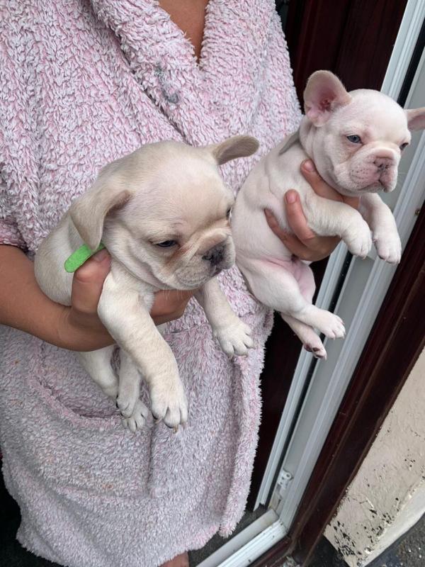 French Bulldog Puppies For Re-homing Image eClassifieds4u