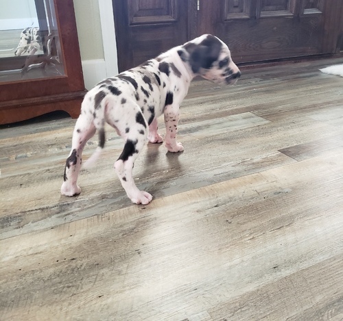 Great Dane Puppies For Sale, Text +1 (270) 560-7621 Image eClassifieds4u