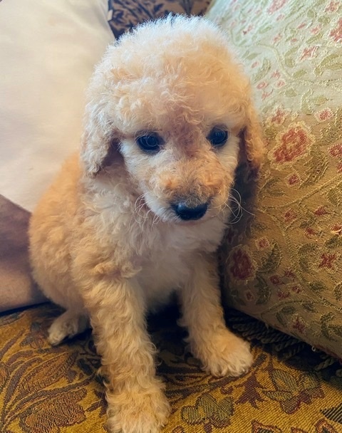 Labradoodle Puppies For Sale, Text +1 (270) 560-7621 Image eClassifieds4u