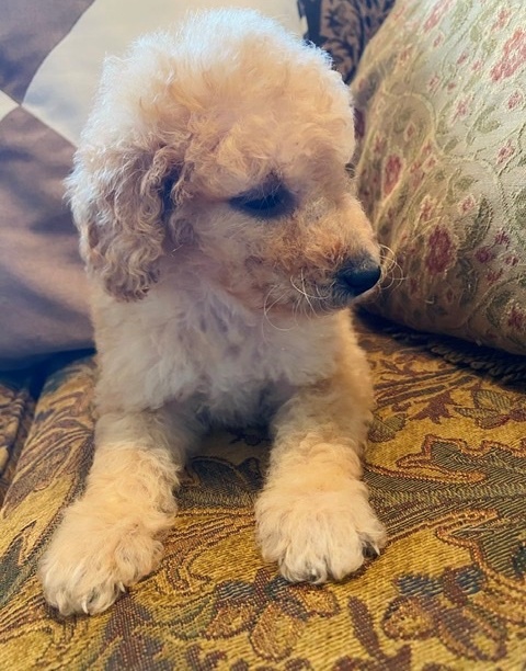 Labradoodle Puppies For Sale, Text +1 (270) 560-7621 Image eClassifieds4u