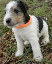 Fox Terrie Puppies For Sale, Text +1 (270) 560-7621 Image eClassifieds4u 1
