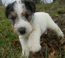 Fox Terrie Puppies For Sale, Text +1 (270) 560-7621 Image eClassifieds4u 2