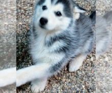 Siberian Husky puppies! Image eClassifieds4U