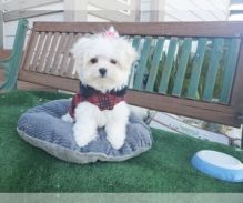 ADORABLE MALTESE Image eClassifieds4U