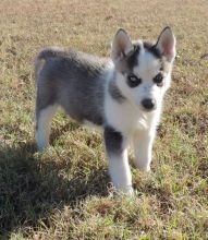 Adorable Siberian Huskies Pup For Sale, Text +1 (270) 560-7621 Image eClassifieds4u 2