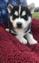 Adorable Siberian Huskies Pup For Sale, Text +1 (270) 560-7621 Image eClassifieds4u 4