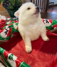 American Eskimo Puppies For Sale, Text +1 (270) 560-7621 Image eClassifieds4u 3